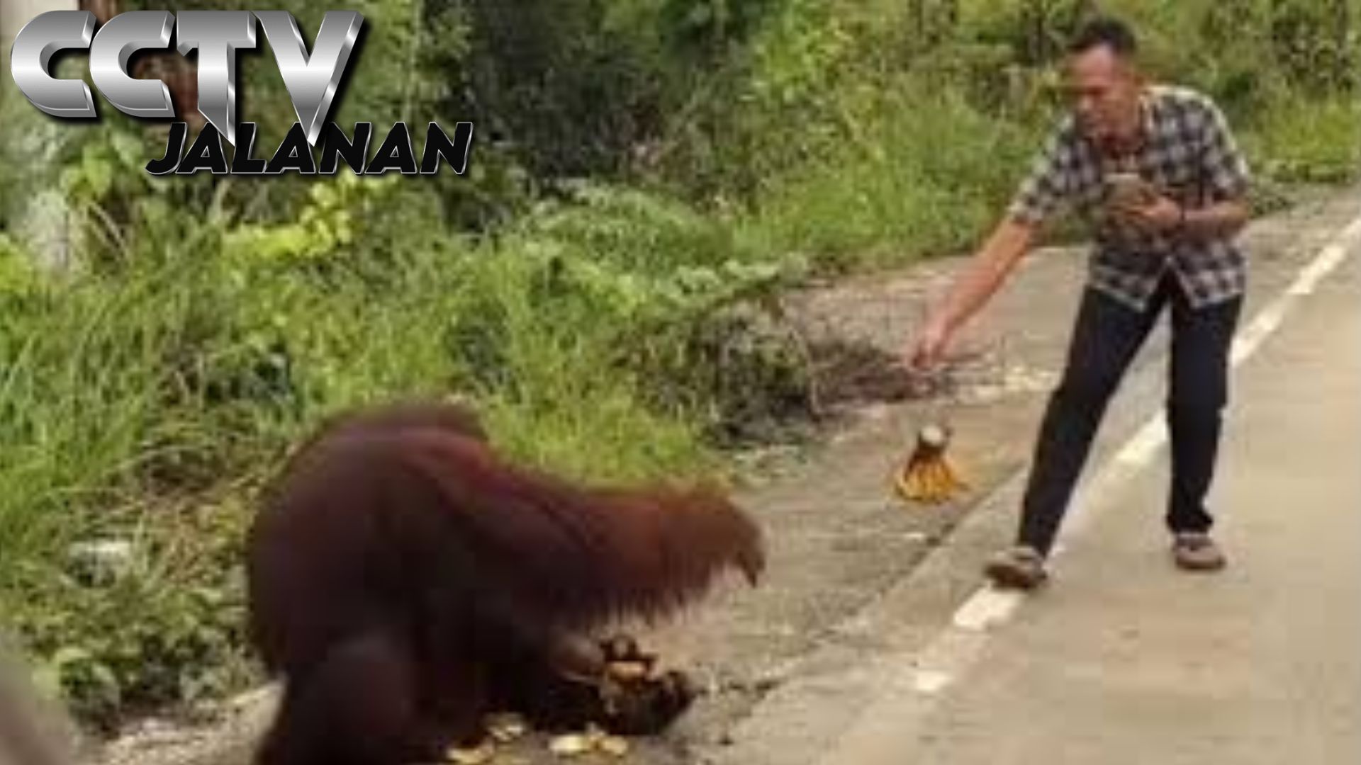 Orang Utan Muncul di Tepi Jalan Kaltim, Aksi Warga Memberi Makan Picu Kekhawatiran Konservasi